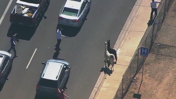 10 years since llamas captured worldwide attention