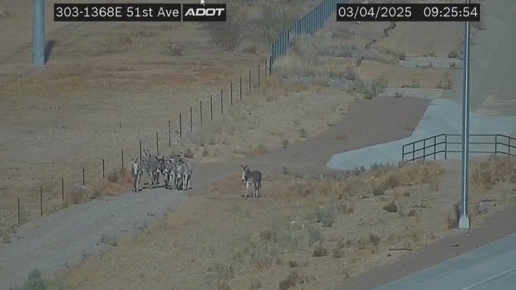 Burros take a detour in north Phoenix