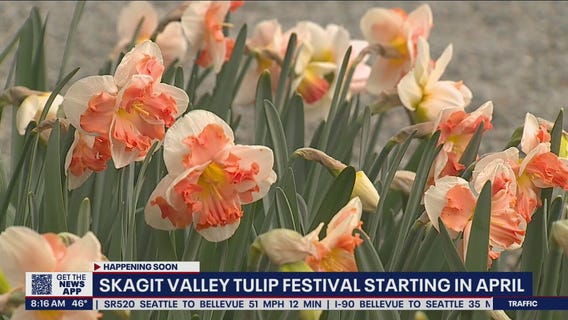 Skagit Valley Tulip Festival starting in April