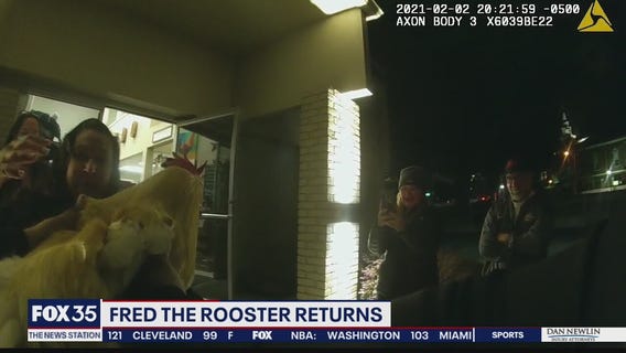 'Fred the Rooster' returned to Ovideo business owner