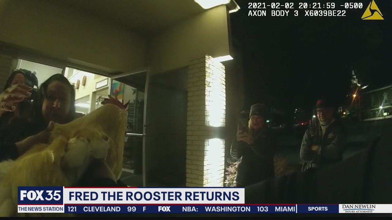'Fred the Rooster' returned to Ovideo business owner
