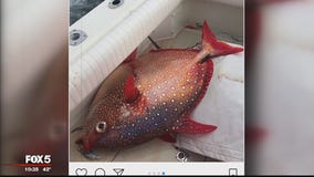 Rare fish caught by sport fishermen in Ocean City