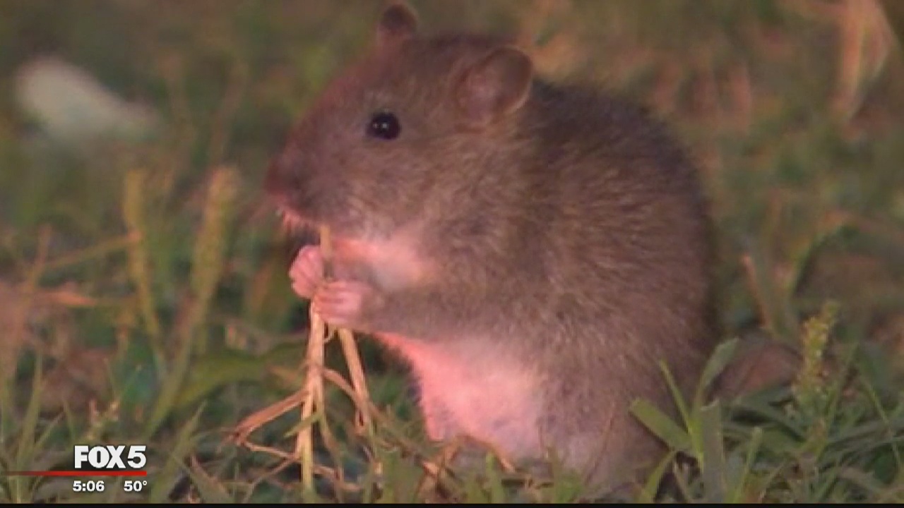 DC mayor holds 'rat walk' to discuss city's effort to control rodent population