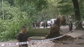 Central Park tree lawsuit