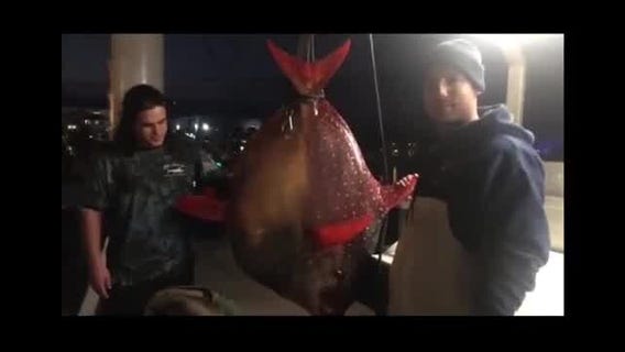 Another Opah fish caught in Ocean City