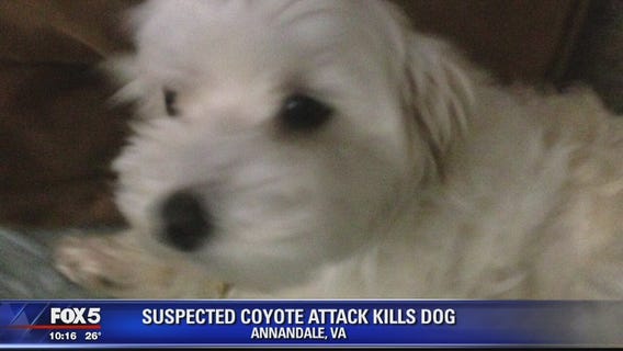 Annadale dog killed after suspected coyote attack