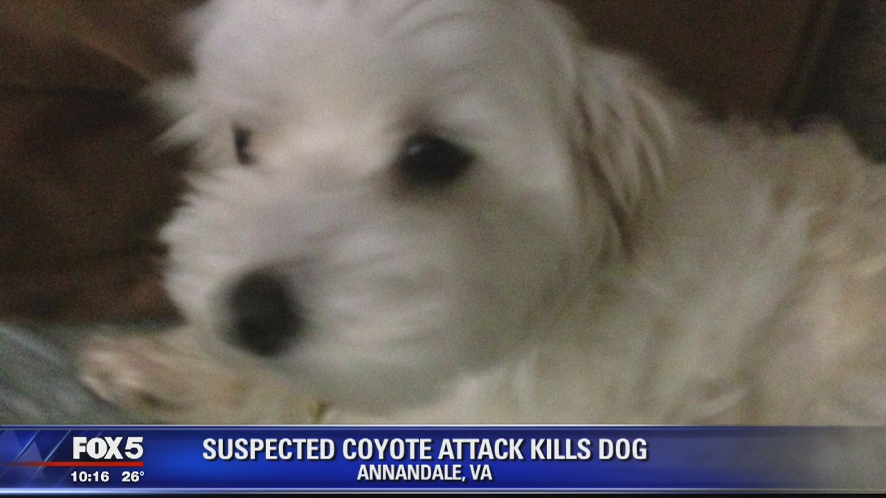 Annadale dog killed after suspected coyote attack