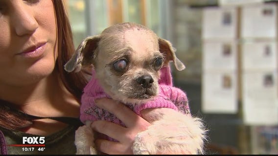 ANIMAL CRUELTY CASE: Dog with severely matted hair, infected eye found abandoned in Reston