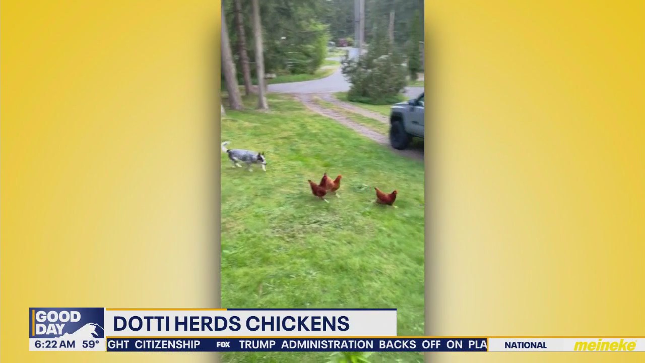 Pet Tricks for Friday, July 11