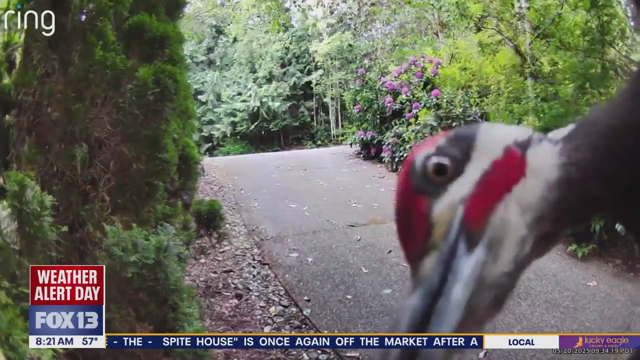 Good Day Pet Tricks for Thursday, July 17