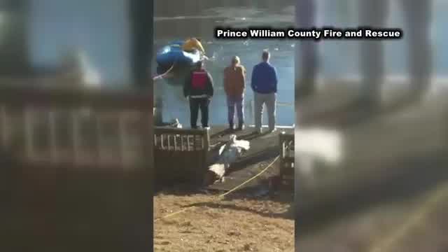 Dog rescued from freezing waters of Lake Montclair in Prince William County