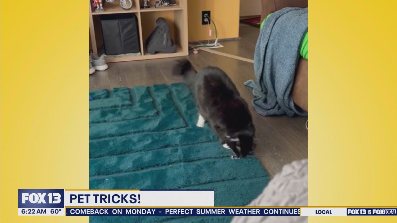 Pet tricks for Tuesday, July 29