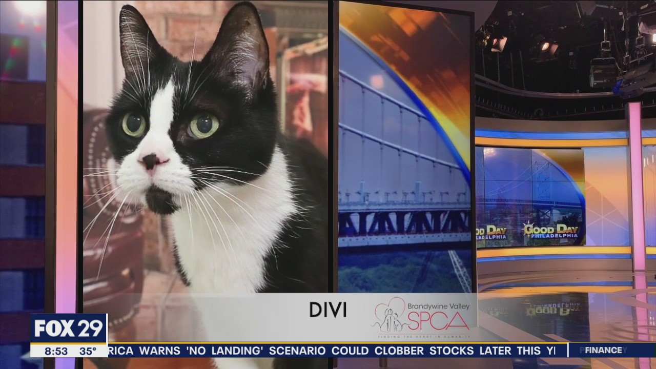 FurEver Home: February 19, 2023