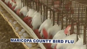 Bird flu reported at Maricopa County commercial farm