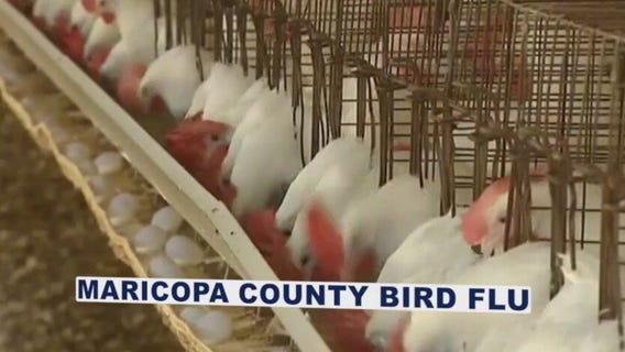Bird flu reported at Maricopa County commercial farm