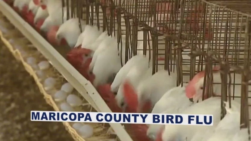Bird flu reported at Maricopa County commercial farm