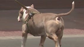 Cause for Paws provides dog booties for summer