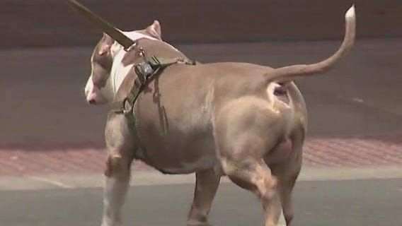 Cause for Paws provides dog booties for summer