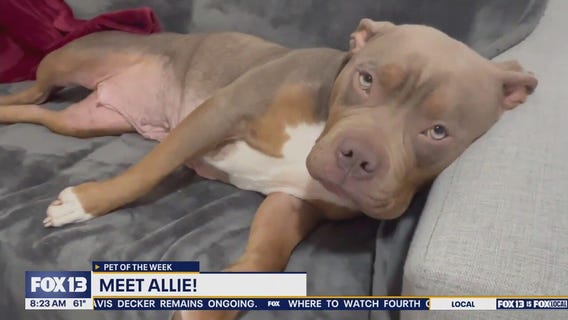 Pet of the Week: Allie
