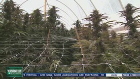 Yakima voters to weigh in on cannabis ban