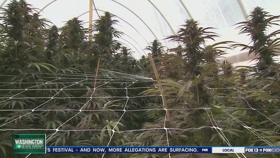 Yakima voters to weigh in on cannabis ban