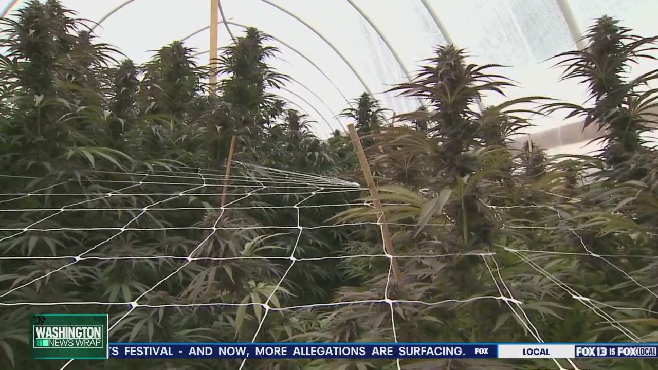 Yakima voters to weigh in on cannabis ban