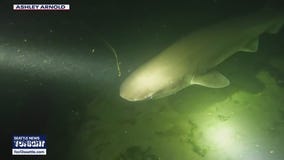 Looking for sixgill sharks in Des Moines, WA