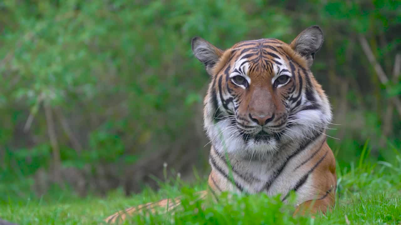 Saving Wildlife: Malayan Tigers