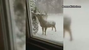 Majestic buck braves bomb cyclone for food (VIDEO)