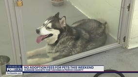 No adoption fees for Pierce County pets this weekend