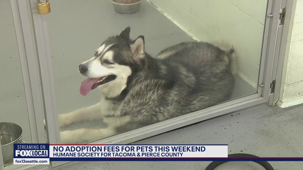 No adoption fees for Pierce County pets this weekend