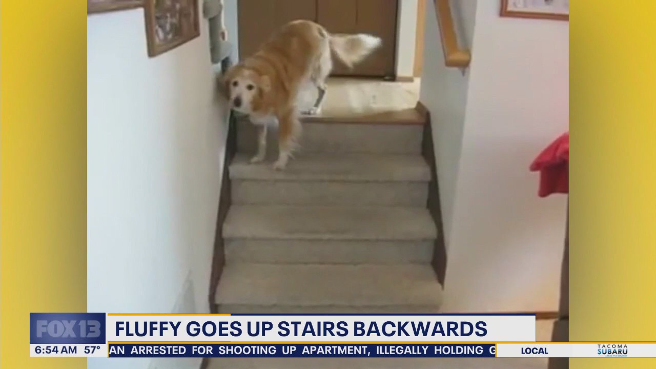 Pet Tricks for Monday, Aug. 4