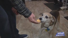 All Natural Treats at Three Dog Bakery