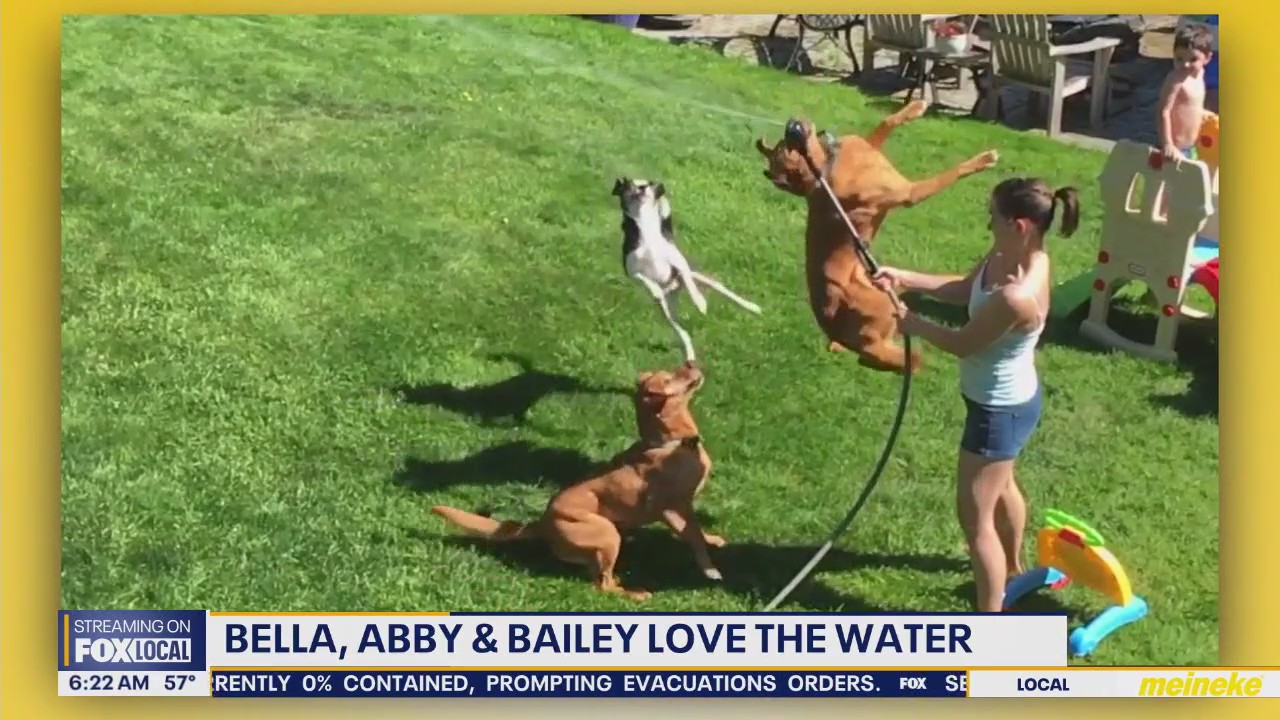 Pet Tricks for Thursday, July 10