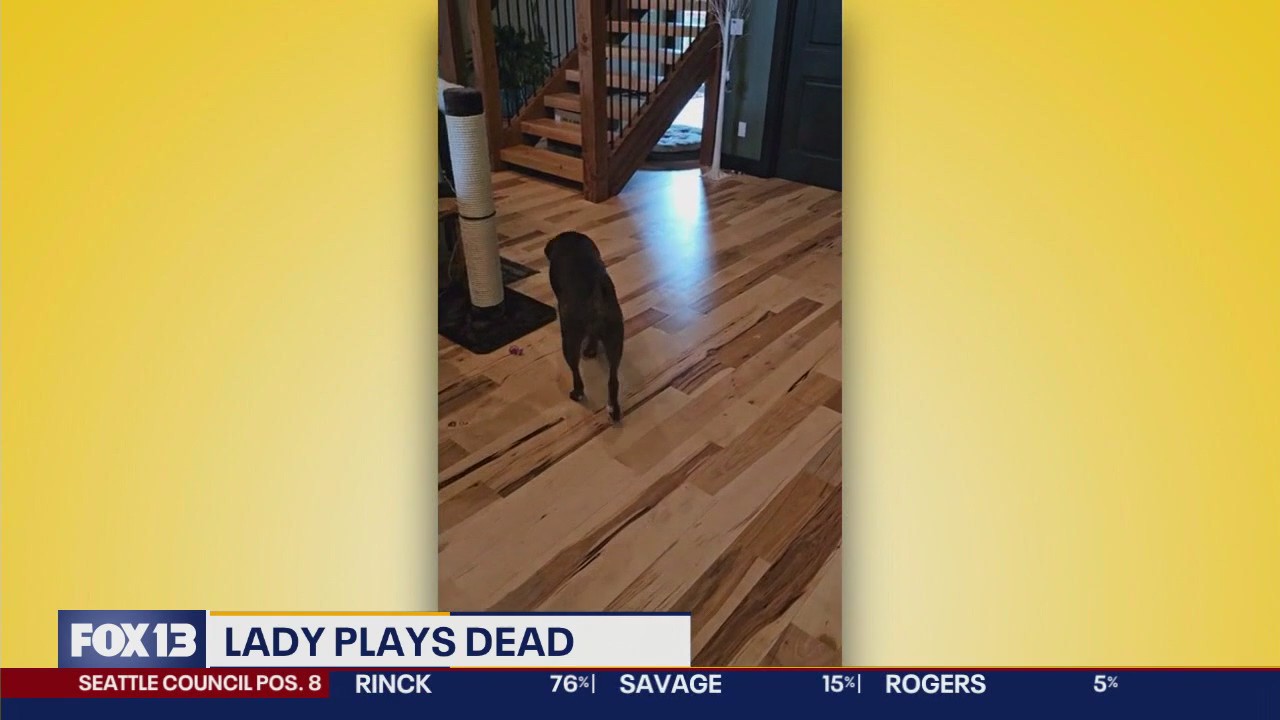 Pet Tricks for Wednesday, August 6