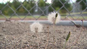 Pierce County youth coach faces child porn charges