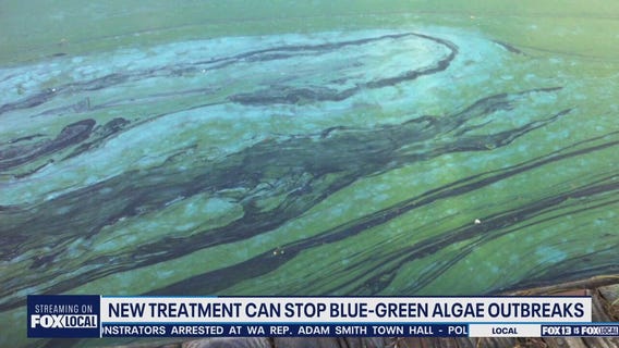 New treatment to stop blue-green algae outbreaks