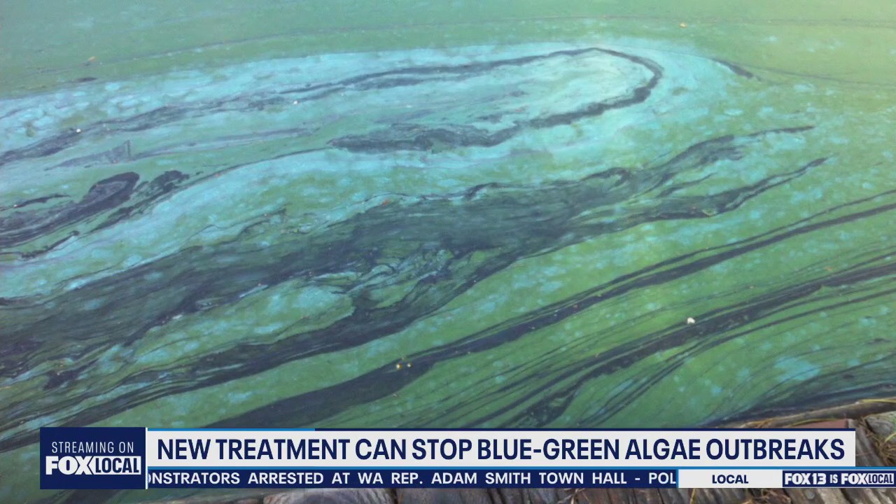 New treatment to stop blue-green algae outbreaks