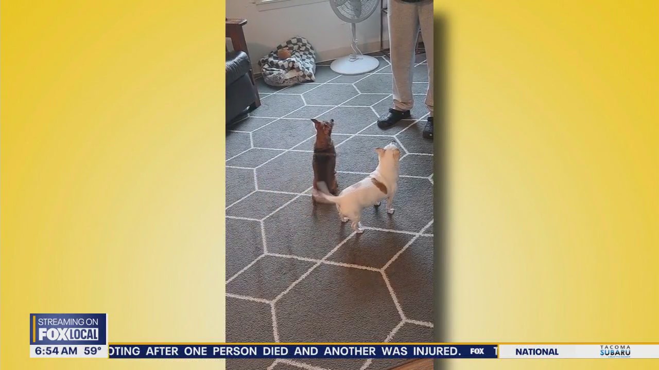 Pet Tricks for Thursday, Aug. 7