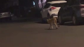 Mountain lion sightings on the rise in Verrado