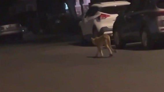 Mountain lion sightings on the rise in Verrado