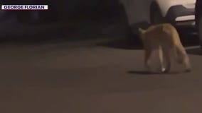 Mountain lion sighting has Verrado neighbors on alert