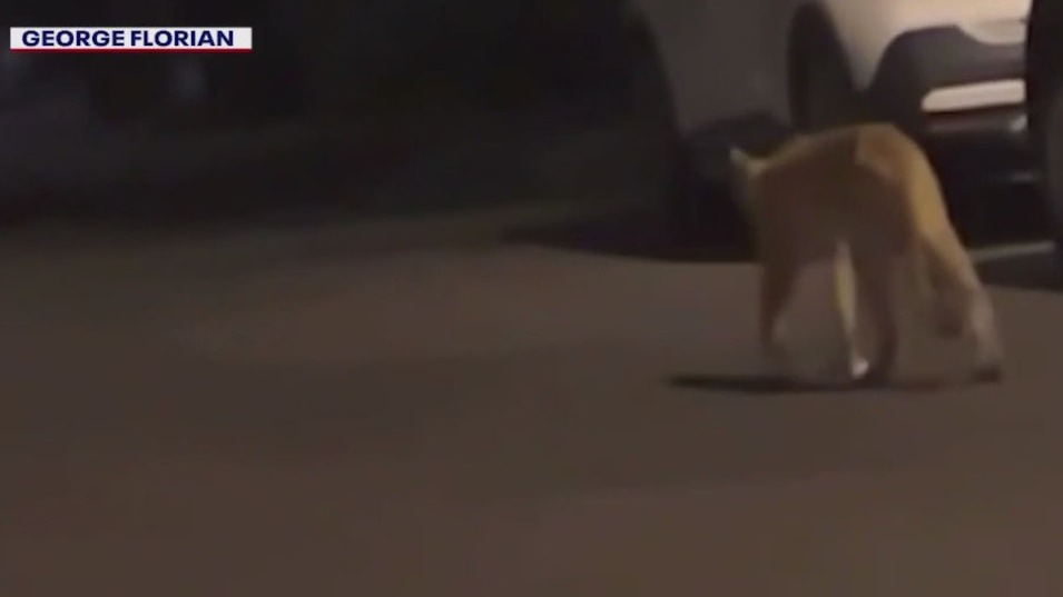 Mountain lion sighting has Verrado neighbors on alert