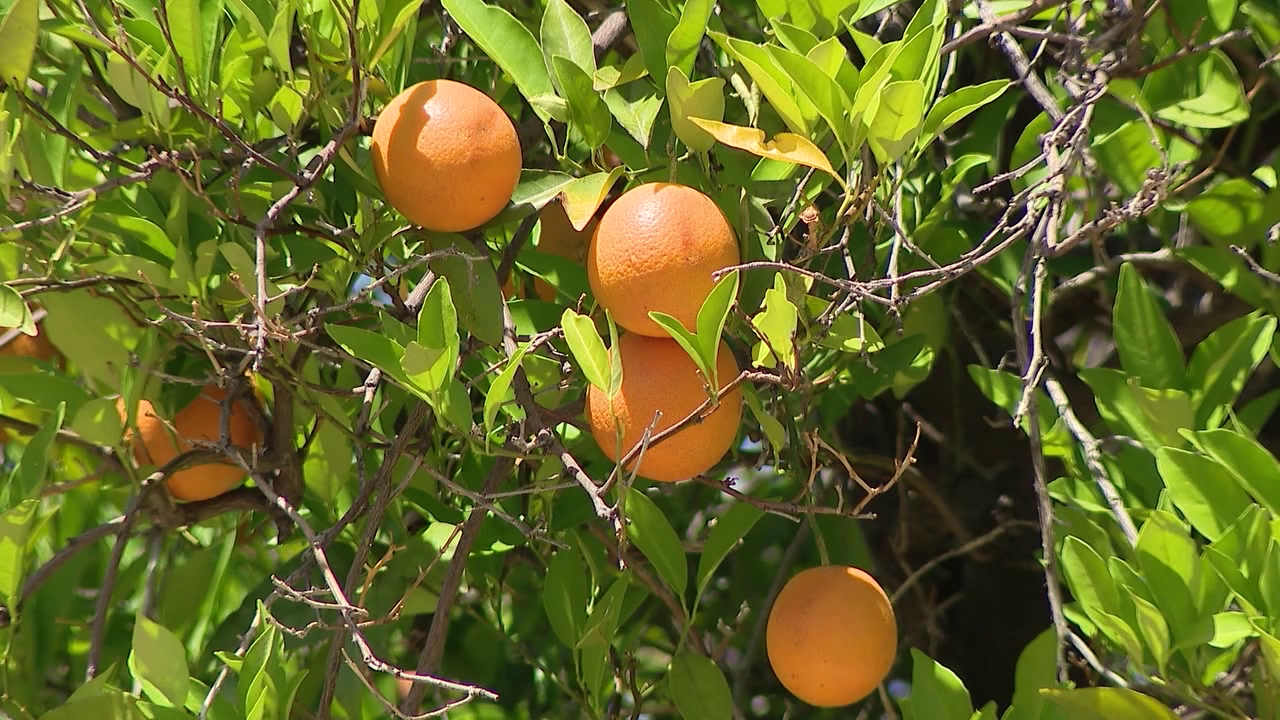 City of Mesa works to preserve Arizona's citrus
