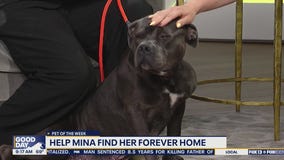 Pet of the Week: Mina