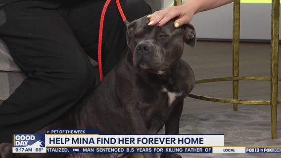 Pet of the Week: Mina