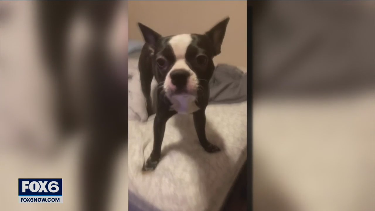 Caledonia Jellystone dog theft, Bruno home