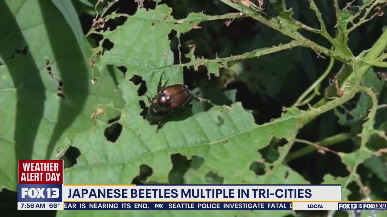 Invasive Japanese beetles multiply in Eastern WA