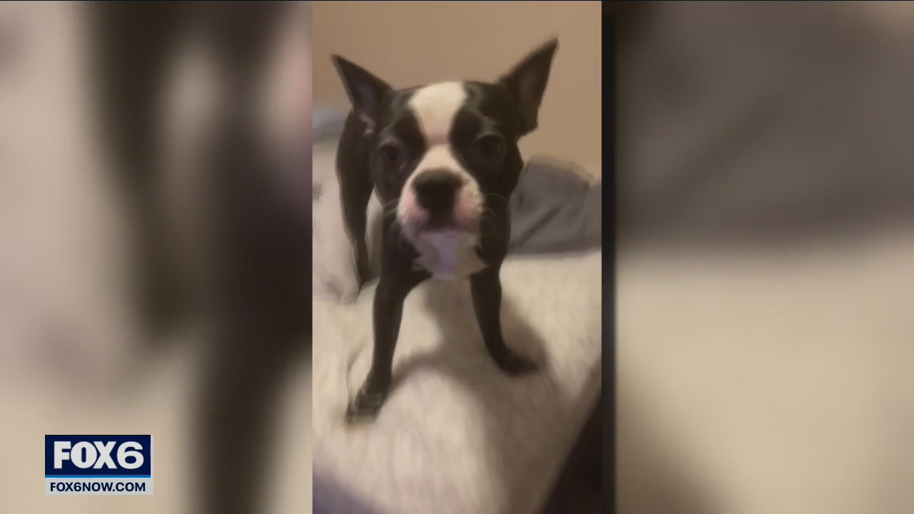 Jellystone Park Caledonia dog, SUV theft, $4K reward