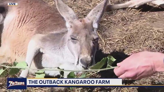 Zip Trips: Checking out the Outback Kangaroo Farm